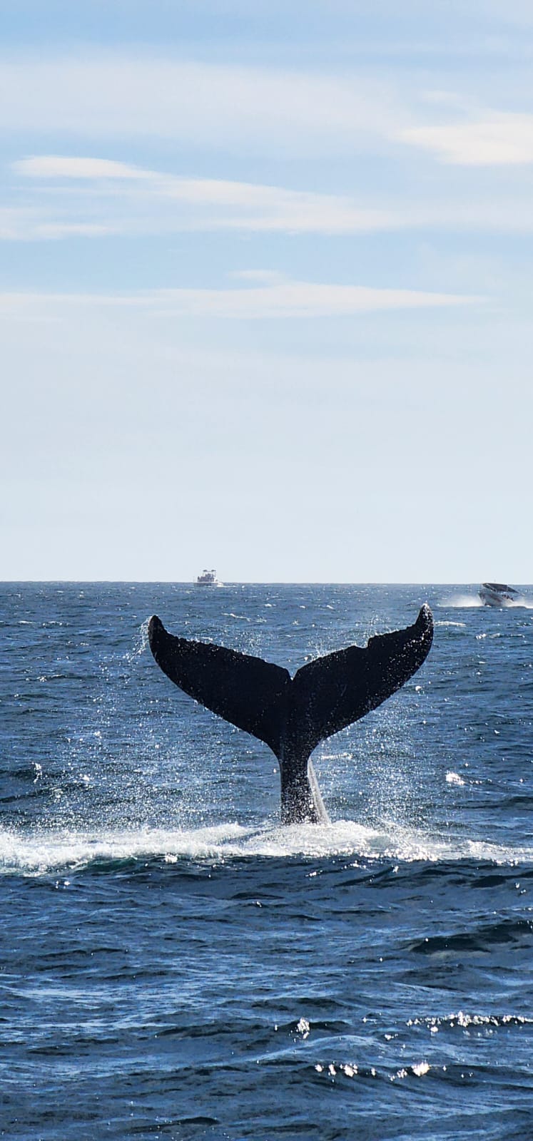 Cabo Dream Yacht guest photo 44